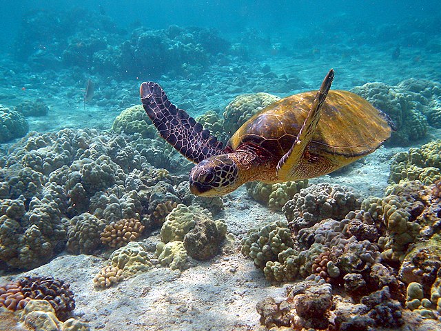 giftun island national park